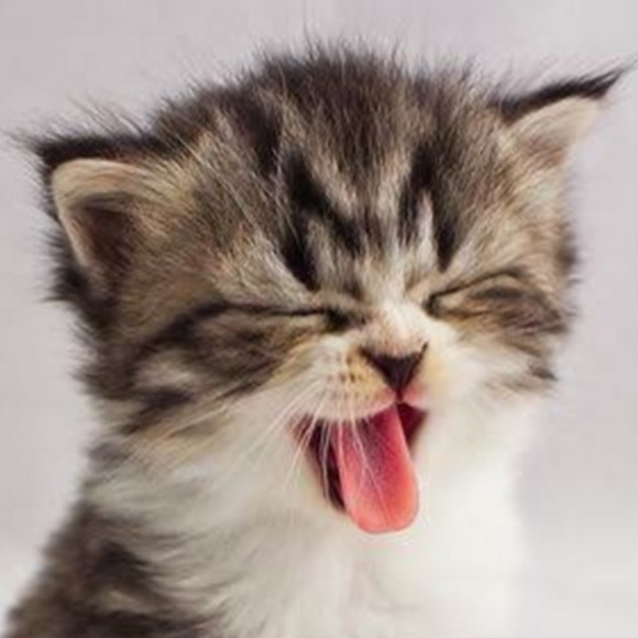 Meet your Posher, Riley - Picture 1 of 1